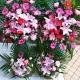興旺齊福-各色扶郎花+5枝香水百合開張慶典喬遷精品花籃