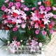 興旺齊福-各色扶郎花+5枝香水百合開張慶典喬遷精品花籃