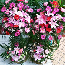 興旺齊福-各色扶郎花+5枝香水百合開張慶典喬遷精品花籃