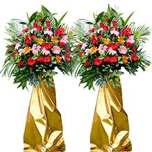 大吉大利-各色扶郎花、紅+粉康乃馨、紅玫瑰