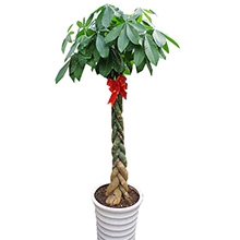 開張慶賀-雙辮大發財樹，約1.4-1.6米