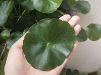 銅錢草怎么養葉子大?銅錢草養出大葉子的3個方法