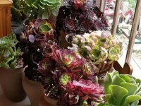 多肉植物春天這樣養護,長勢會越來越好
