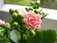 臥室養什么植物對身體好?適合在臥室養的綠植