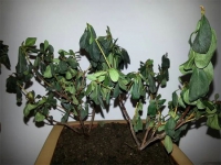盆栽植物落葉的原因有哪些?