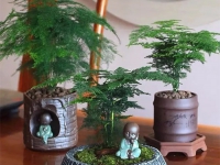 怕冷的3種小綠植,進入秋冬趕緊搬回家
