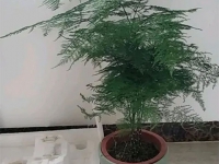 文竹如何養?養好文竹常見問題解答