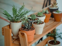 怎樣判斷綠植是喜陰還是喜陽?