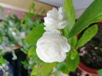 3種不只有觀賞價值的花花，還有這種生活奇效