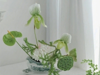 日本兜蘭：新晉時髦的網紅花材，據說還招財