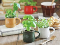 插花不用花瓶用什么？