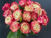 蘋果杰克玫瑰是什么品種?蘋果杰克玫瑰的花語