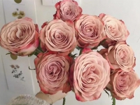 卡布奇諾玫瑰是什么鮮花？卡布奇諾玫瑰的花語