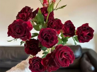 多頭紫羅蘭玫瑰的花語，多頭紫羅蘭玫瑰養護技巧？