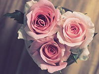 厚街鎮網上花店,東莞厚街鎮網上鮮花店